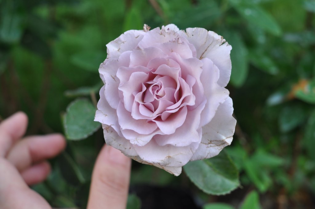 Heqing Zhou P 1 2 Rosa Minerva 密涅瓦p 3 4 Rosa Crown Princess Margareta 玛格丽特王妃玛格丽特王妃复花竟比春天初花时漂亮且开花持久 比起今年开一天就被日晒 雨淋搞到散落一地的其他品种 让人感慨之前如同看了场焰火 金丝桃 波斯菊也开了 Heqing Zhou P 1 2 Rosa Minerva 密涅瓦p 3 4 Rosa Crown Princess Margareta 玛格丽特王妃玛格丽特王妃复花竟比春天初花时漂亮且开花持久 比起今年开一天就被日晒 雨淋搞到散落一地的其他品种 让人感慨之前如同看了场焰火 金丝桃 波斯菊也开了
