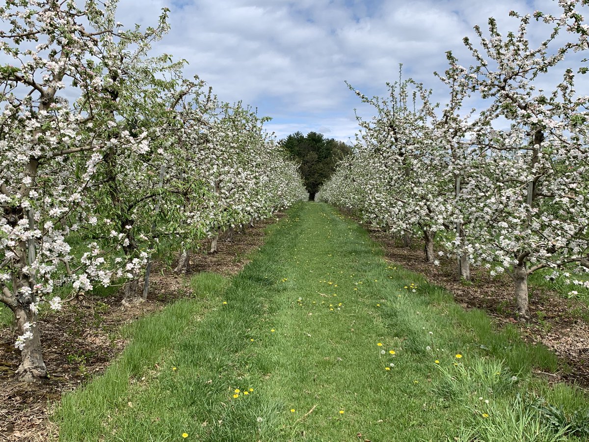 When the bloom goes boom! #appleblossomtime 🍎 #NHviews <a href="/VisitNH/">Visit New Hampshire</a> <a href="/LondonderryNH/">Londonderry News</a>