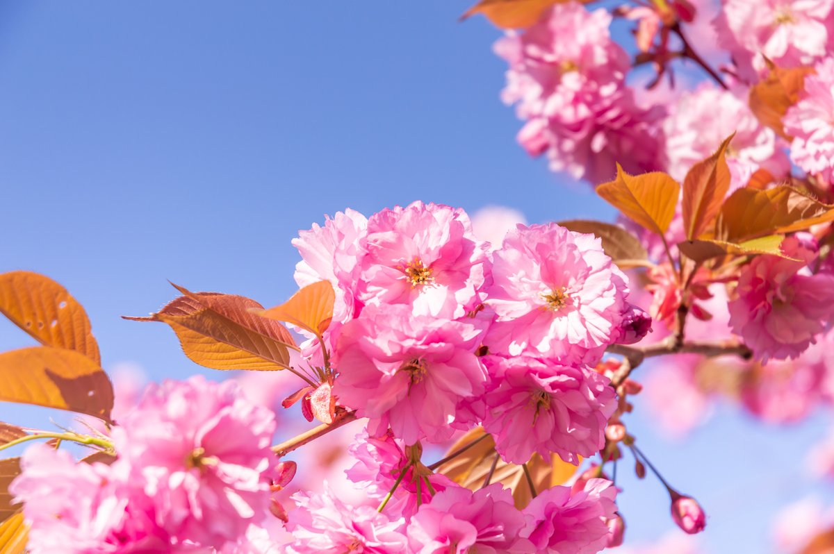 Yukio 早起きしてコロナのリスク最小限に抑えられる時間に撮って来ました 石崎地主神社の関山桜 桜のトンネルも素敵 函館 北海道 桜 石崎地主神社 コロナに負けるな 写真部 関山桜 関山