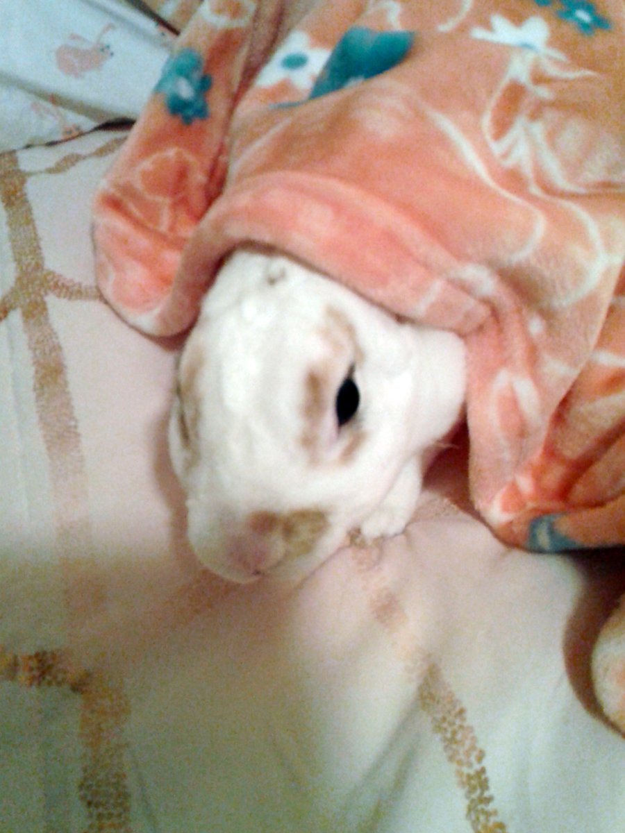 floorsharkmomma's tweet image. "I only emerge from my blankie for tweats!!!" #BunnyBusiness #CloverRex
#rexrabbit #houserabbit #whiterabbit