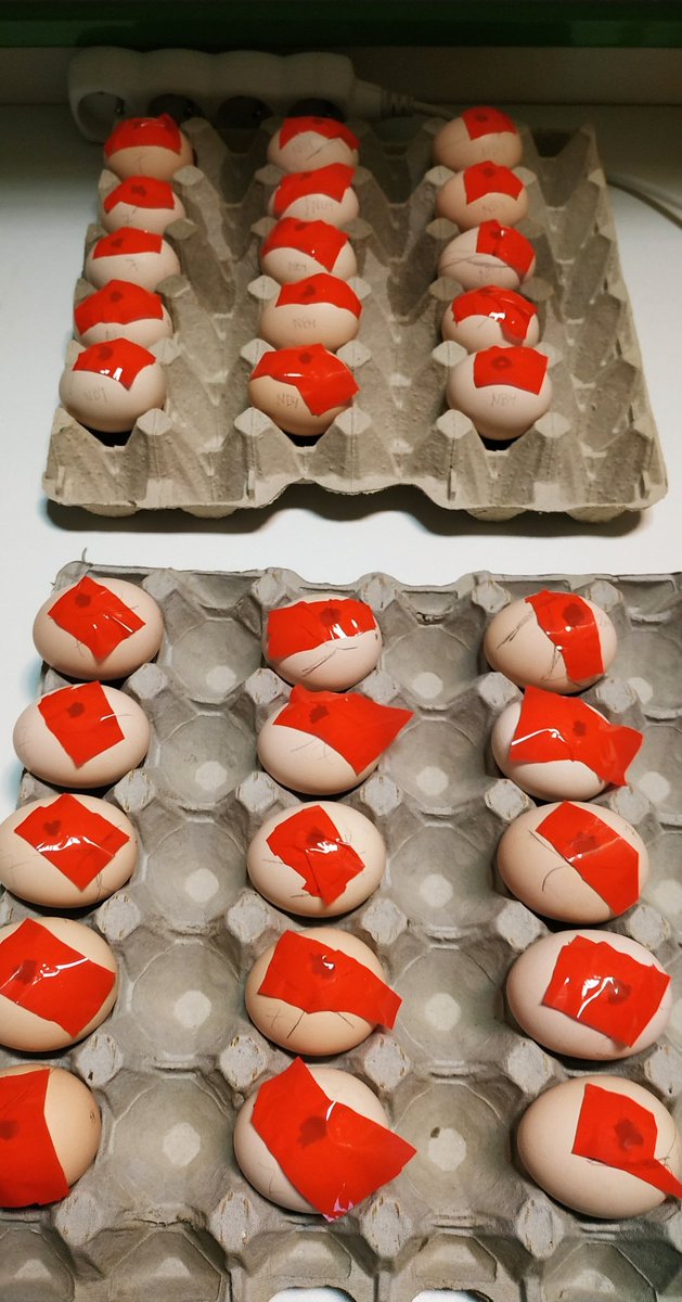 LabMerlos's tweet photo. ▶️ Optimising the chick chorioallantoic membrane xenograft model 🐣 #CAMassay of #neuroblastoma for drug 💊 delivery🔻
#Newtreatment #anticancer #CancerResearch #CAMerlosLab
@CEITEC_Brno #newdrugs @NeurosciIBRO #oncology #CancerInfantil @FEBSnews
@CEITEC_Connect @MENDELUcz https://t.co/I6l6VOIVko