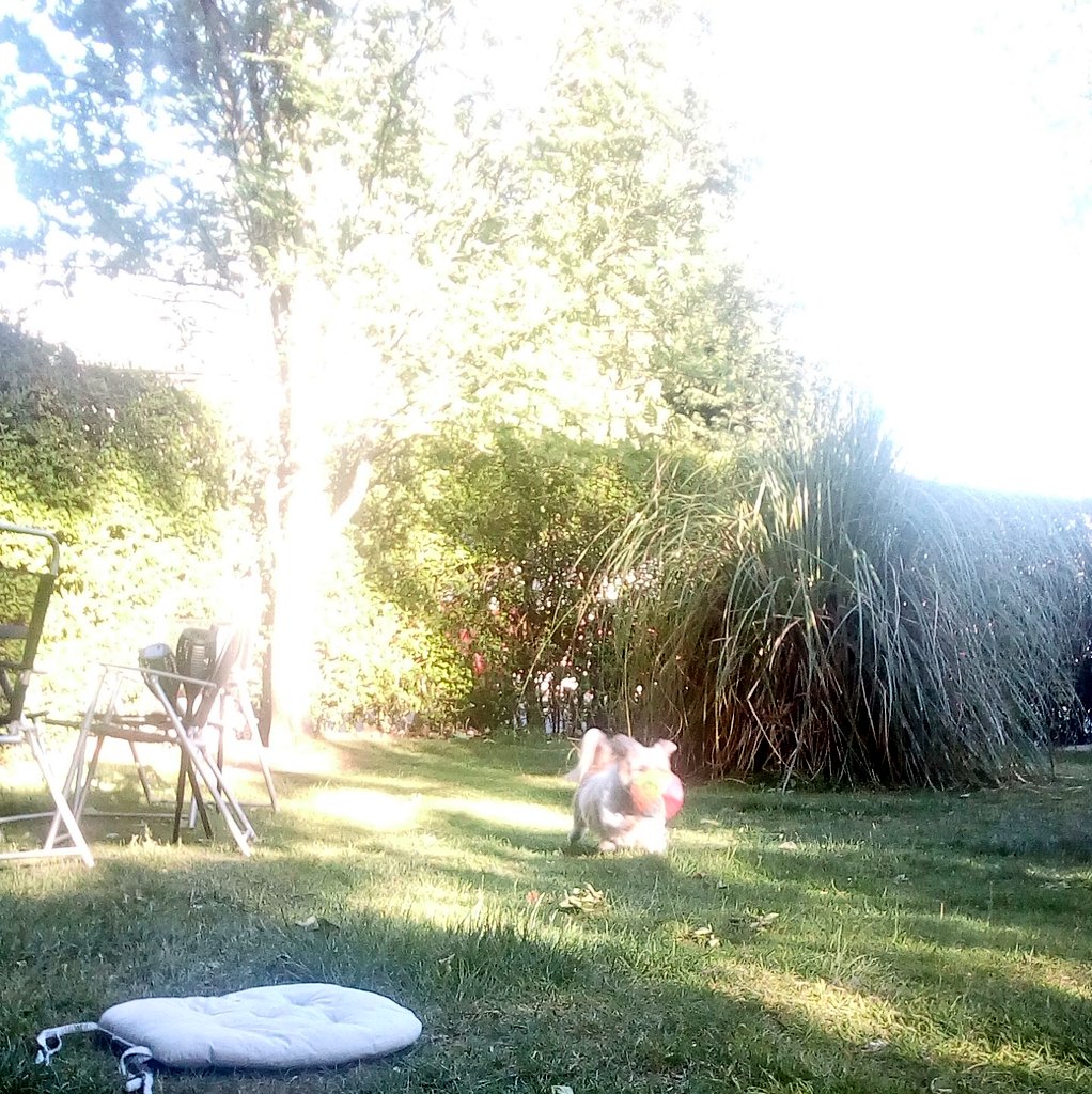 Tallulah🐶&Mum🧘🏼♀️💕 tweet media