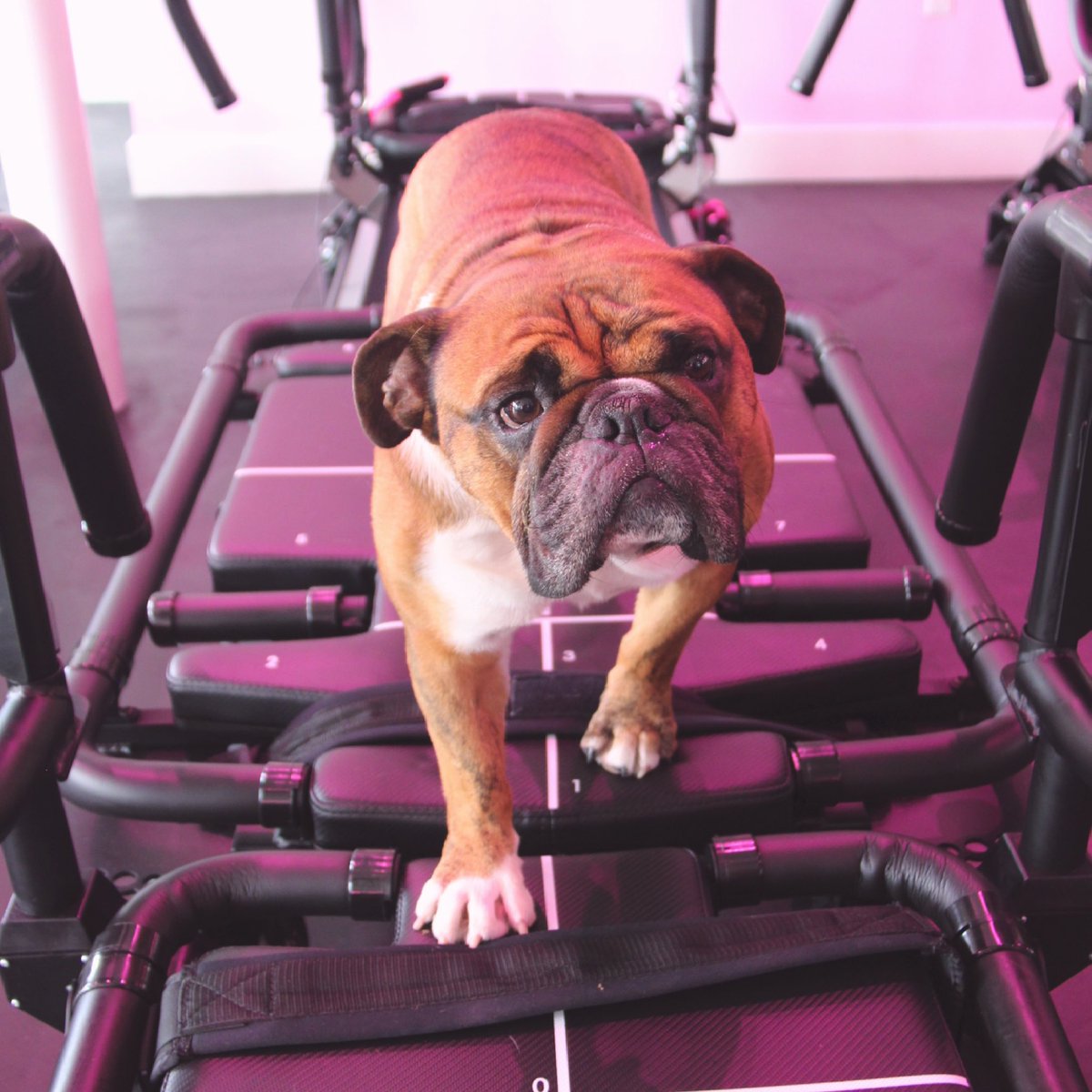 1 day left 🥺 until our studio doors open, and we (and Chobi 🐶) are so ready to see our FORM Fam! You all have been so supportive throughout this at-home period, and we are so thankful for all of you. 💕5:30AM can’t come soon enough! ☀️🤩🖤