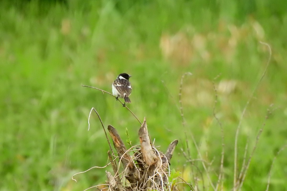 Siberian stonechat, Saxicola maurus, ssp. hemprichii. 3rd for Poland if accepted. (by Iwona Tracz and Kamil Baran)
<a href="/TarsigerTeam/">Tarsiger</a>