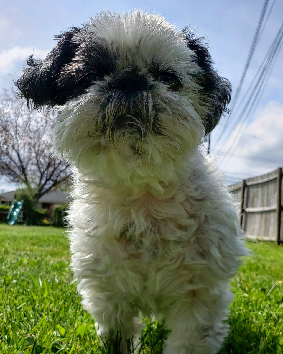 jamesxxcc's tweet photo. Guard dog! #BackyardSecurity ✋🛑 https://t.co/WQ2qrCRfVB