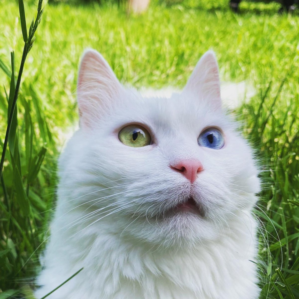 Sitting pretty in the grass