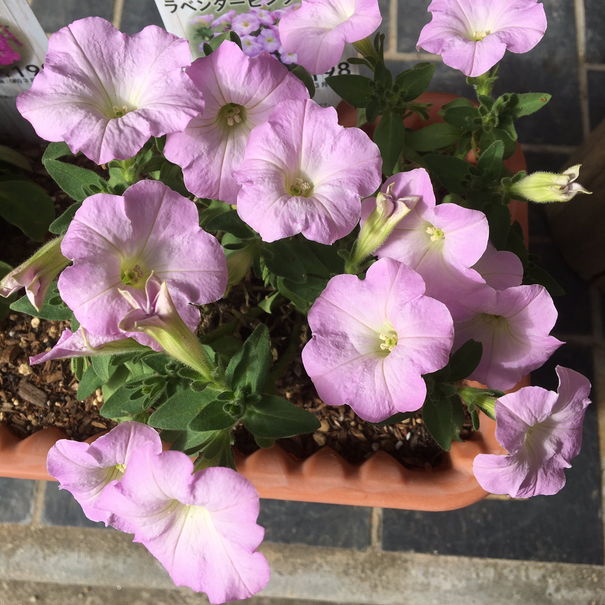 沙紅 Saku Acozygarden 玄関にお花が欲しいなと思って プランターに苗を植えたペチュニアが 一斉に花を咲かせました このラベンダーピンクの他に 赤とローズピンクもあるので そちらも咲くのが楽しみ プランター花壇 ペチュニア T Co
