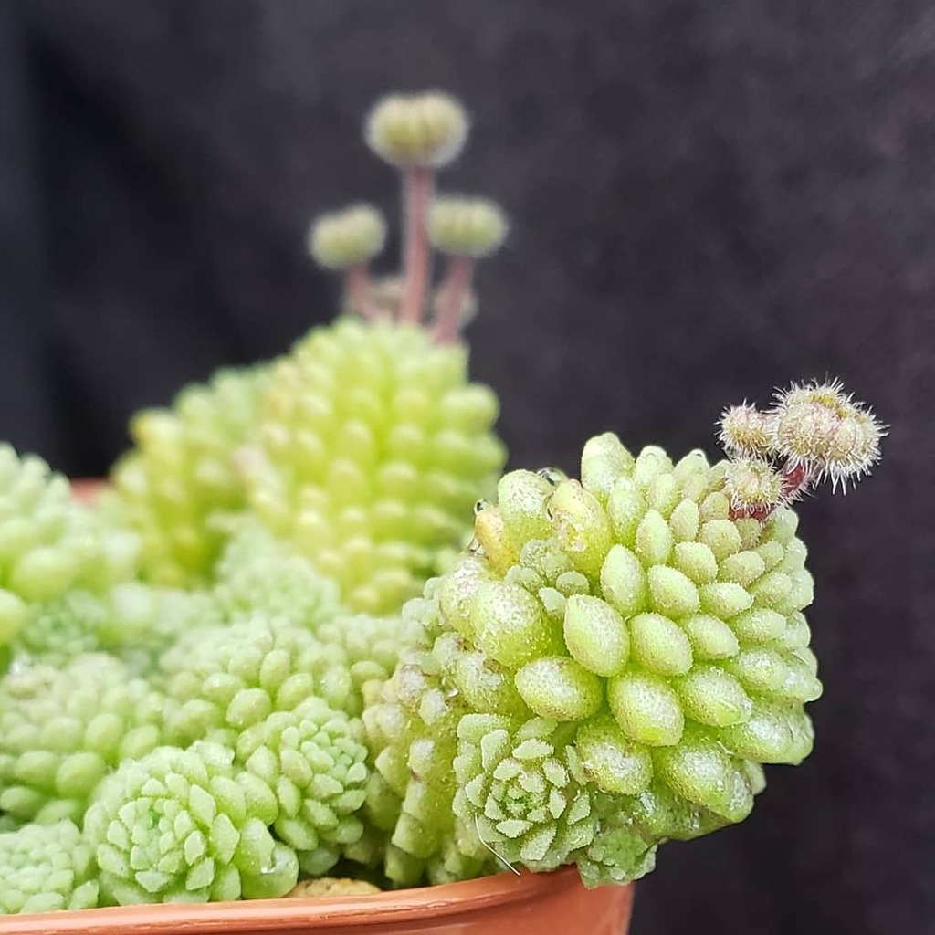 niche_plants's tweet photo. .
こっちが基本種
.
#Monanthes #polyphylla
#Monanthespolyphylla
#Monanthes_niche
#モナンテス
#ポリフィラ_niche
#多肉植物 #多肉
#succulents
#succulent
#flower
#plant #plants
#植物のある暮らし
#nonfilter
#岩手 #岩手多肉 https://t.co/xLMSe8XTjY https://t.co/D5L3WIn1mA