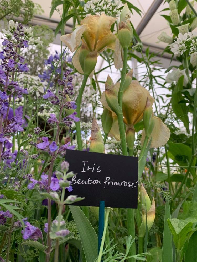 This time last year we were finishing the stand in the floral hall <a href="/The_RHS/">The RHS</a> #chelseaflowershow  Sad but right that we aren’t able to be there this year. But we will be back in 2021 #chelseaflowershow #RHSChelsea @rhschelseapress <a href="/IndiePlantGuide/">IndiePlantGuide</a>