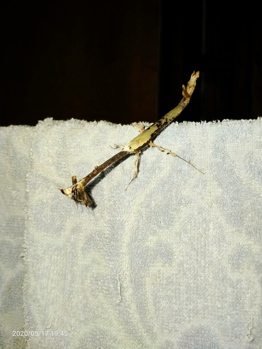 AzuanDourin's tweet photo. He likes it in my towel!
#mantis #borneo https://t.co/0gswlLT8rv