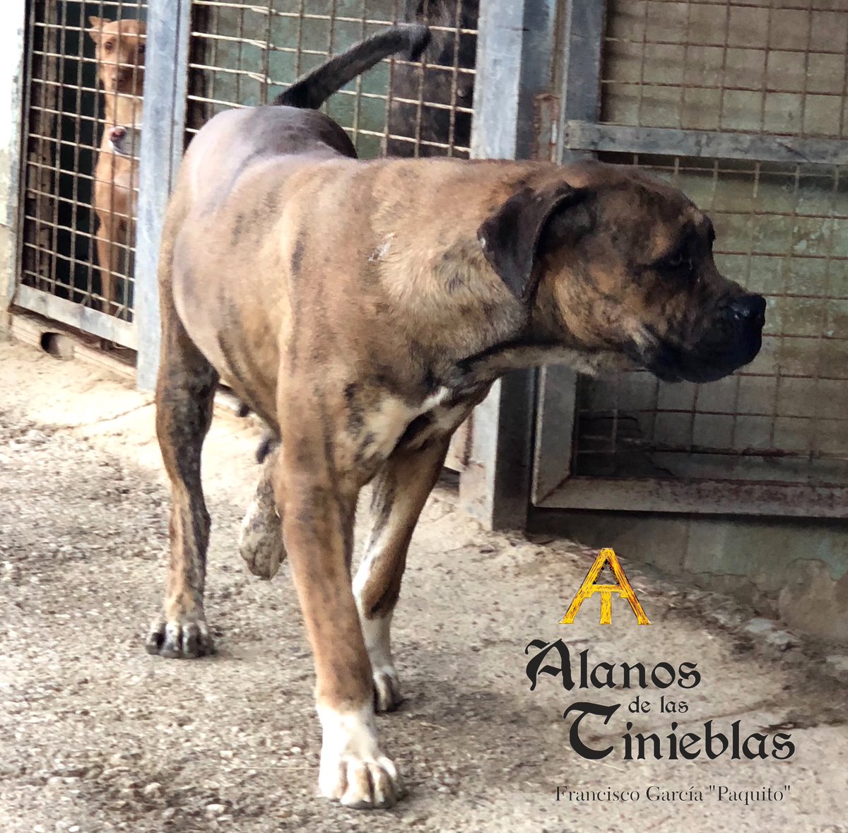 SpanishAlanos's tweet photo. Taranta de Las Tinieblas.
Spanish Alano ANCAE. 
El antiguo, rústico y tradicional Alano Español. 
#alanosdelastinieblas #alanoespañol #alanoespanol #alanosespañoles #alanosespagnoles #alanosespanoles #spanish #spanishdog #spanishalano #spanishalanos #alano #alanos https://t.co/z9tgG6xfqH