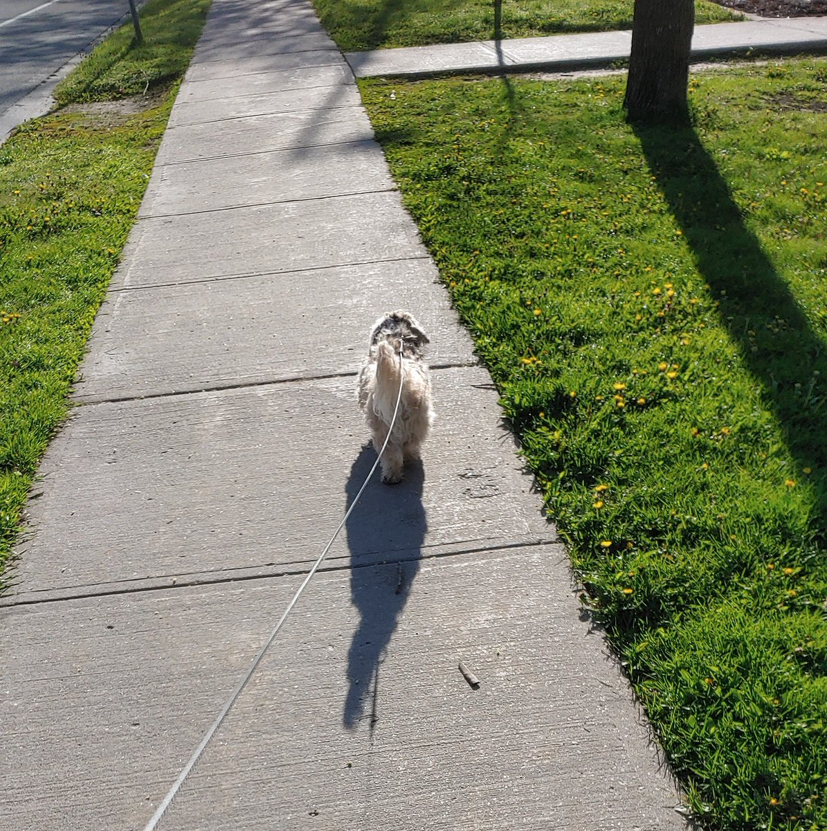 OneEyed71137306's tweet photo. 📢PSA! 🚨WARNING🚨
☀️Da shadow zombies are back 😲
Youz walk one way, they ahead of youz. Youz walk da other way, they tries to sneak up on youz.
Da da darkness in da light.☀️
Only only one way to defeat dem
The #WalkAtNight tekneek
RaaaAAA
#zzst #zshq @ZombieSquadHQ https://t.co/RY8RMqgeT4