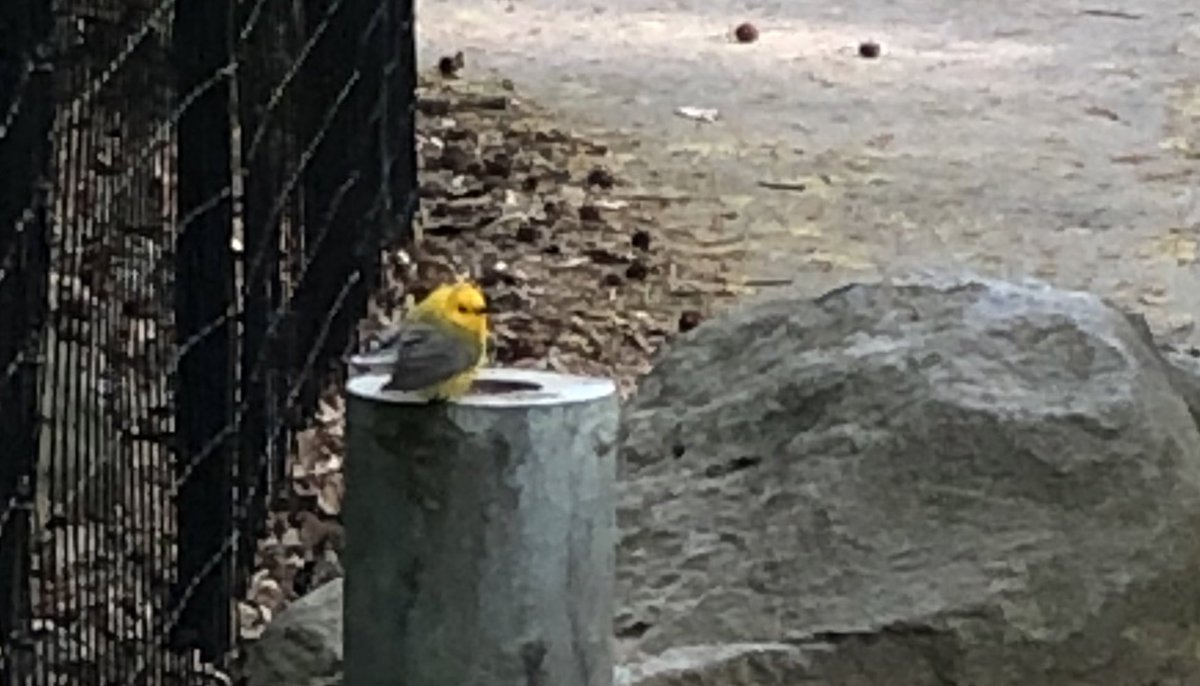 tphfor3's tweet photo. Prothonotary warbler hanging out near (and on) Esdale Bridge, Prospect Park. #birdbk. https://t.co/tHLd4IMTRc