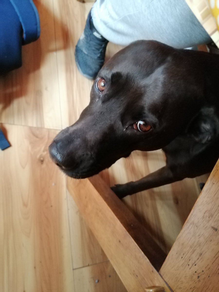 EmmetStack's tweet image. Good doggy