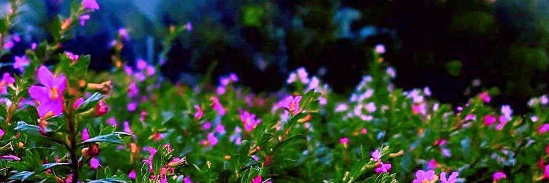 VWC_Writes's tweet photo. In secret gardens
after midnight, I love you
...another lifetime.

#hangtenstories #haiku
#tenwords #poetry 📷 mine https://t.co/Au99qo8rBF