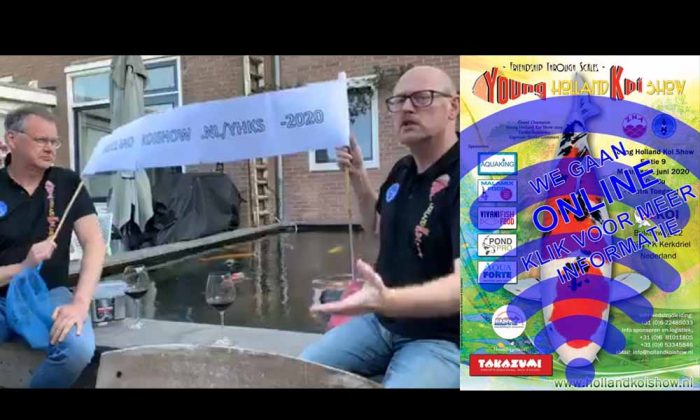 KoiQuestion's tweet image. De YHKS, ook bekend als Mini HKS is niet zo mini meer - koiquestion.com/2020/05/17/de-… |2020, online, young holland koi show