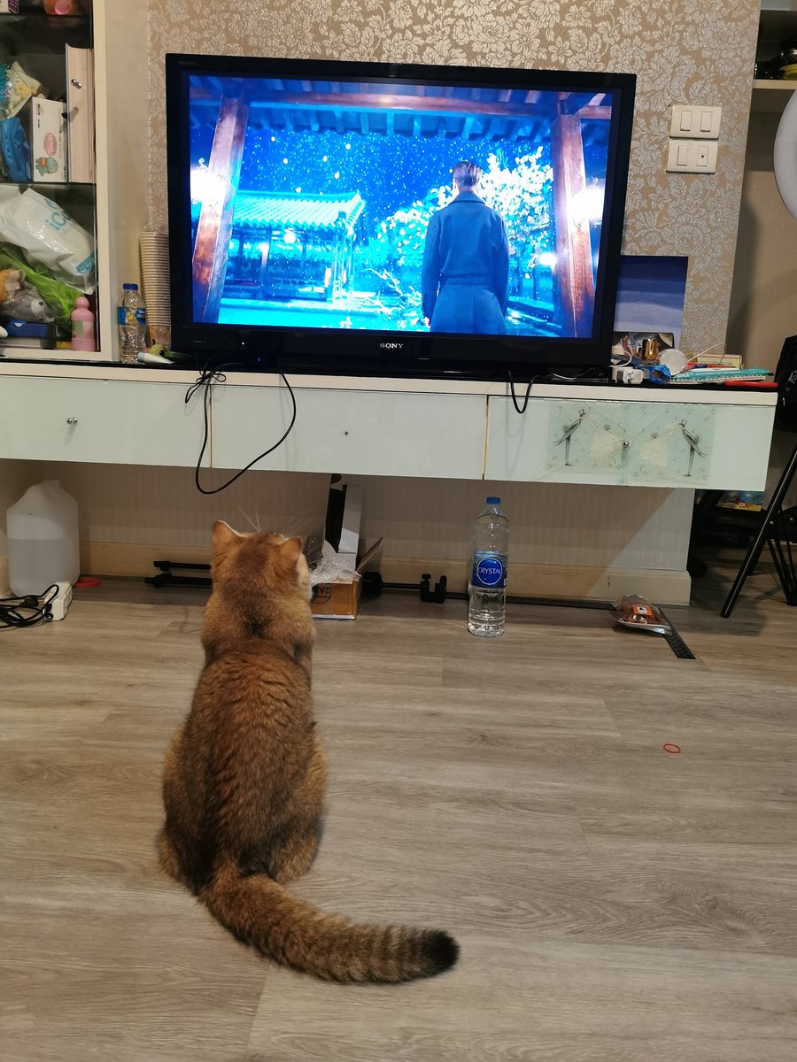 _natandcats's tweet photo. ผมก็ติดเรื่องนี้คร๊าบ
#natandcats​ #british​shorthair
#TheKingTheEternalMonarchep10 https://t.co/eZm0Tjitl6
