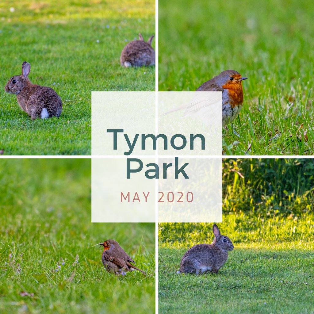 The rabbits and robins of #TymonPark enjoying the beautiful May weather ☀️