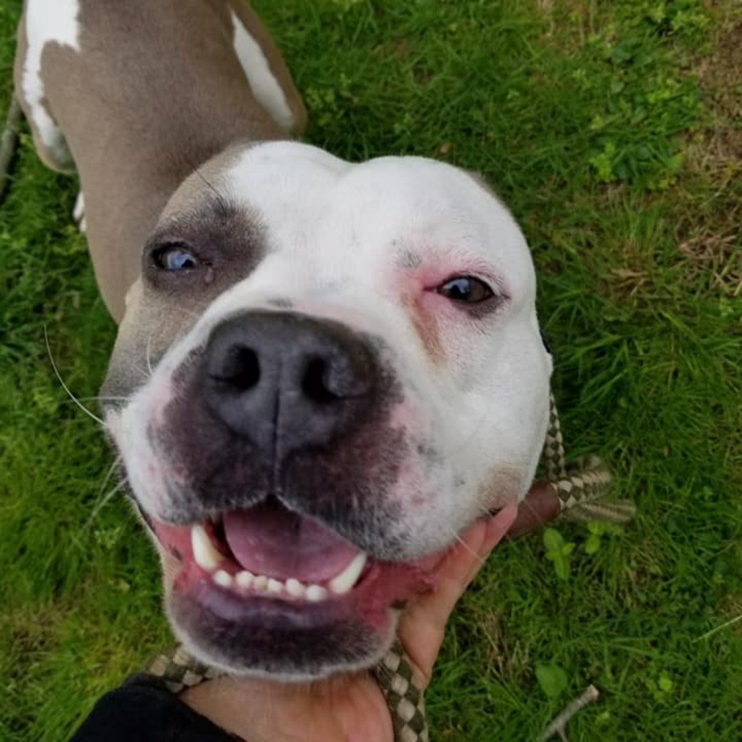 Dog Story tweet media