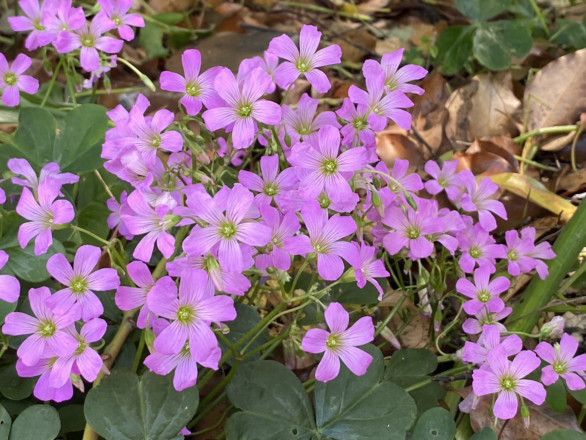 ポラリス 良く似ている葉っぱ だけど花の形は全然違います ピンクのはカタバミ 白いのはシロツメクサ クローバー 近所の公園で撮影 Iphone11 カタバミ シロツメクサ T Co 0mlvhg0jsm Twitter