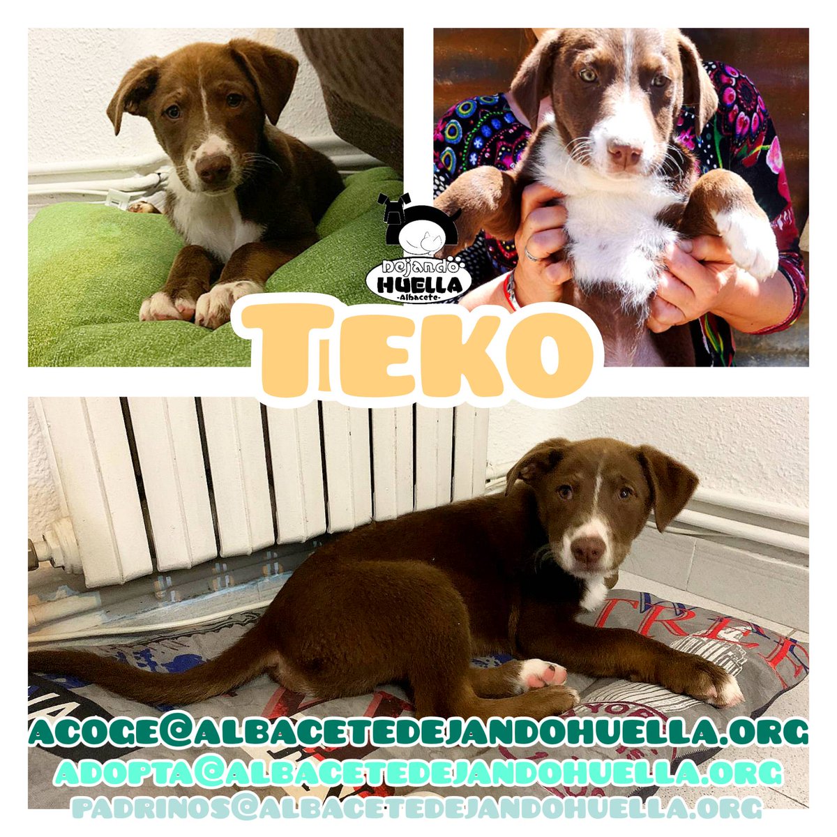 DejandoHuellaAB's tweet photo. #Albacete
Teko y su hermano Neko. 
Estos cachorrones fueron rescatados al lado de la carretera, con el peligro que eso supone. 
Necesitan una casa de acogida donde esperar a encontrar a su familia. Si quieres acogerlos escribe a acoge@albacetedejandohuella.org. https://t.co/tN0irsrSW7