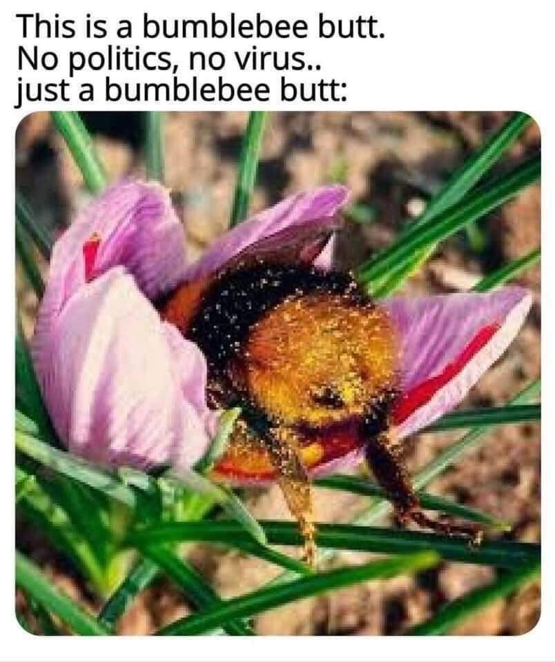 Allymae11's tweet photo. #bumblebeebutt https://t.co/Z6I5EZn0MY