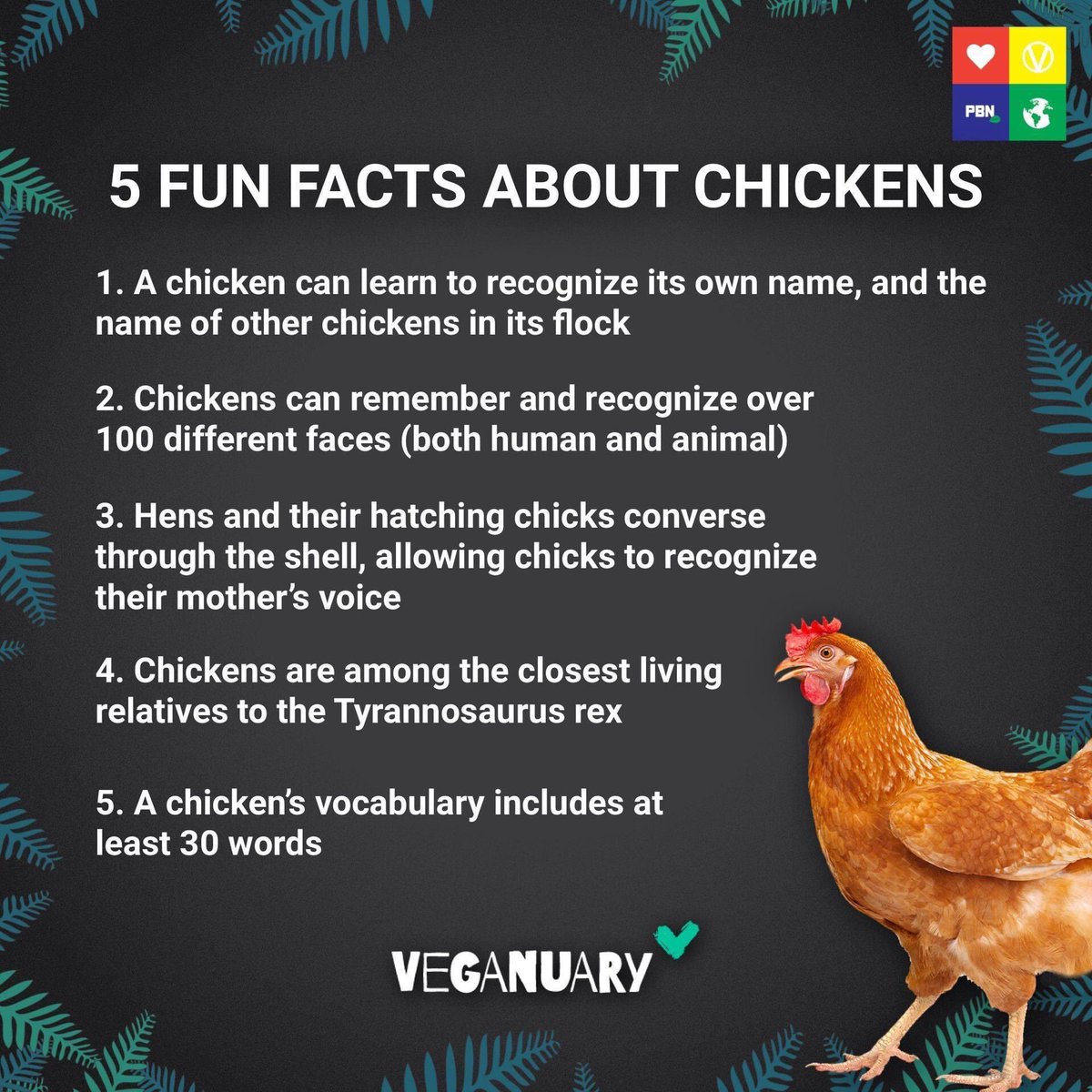#Chicken Facts: #backyardpoultry #gardenchickens.