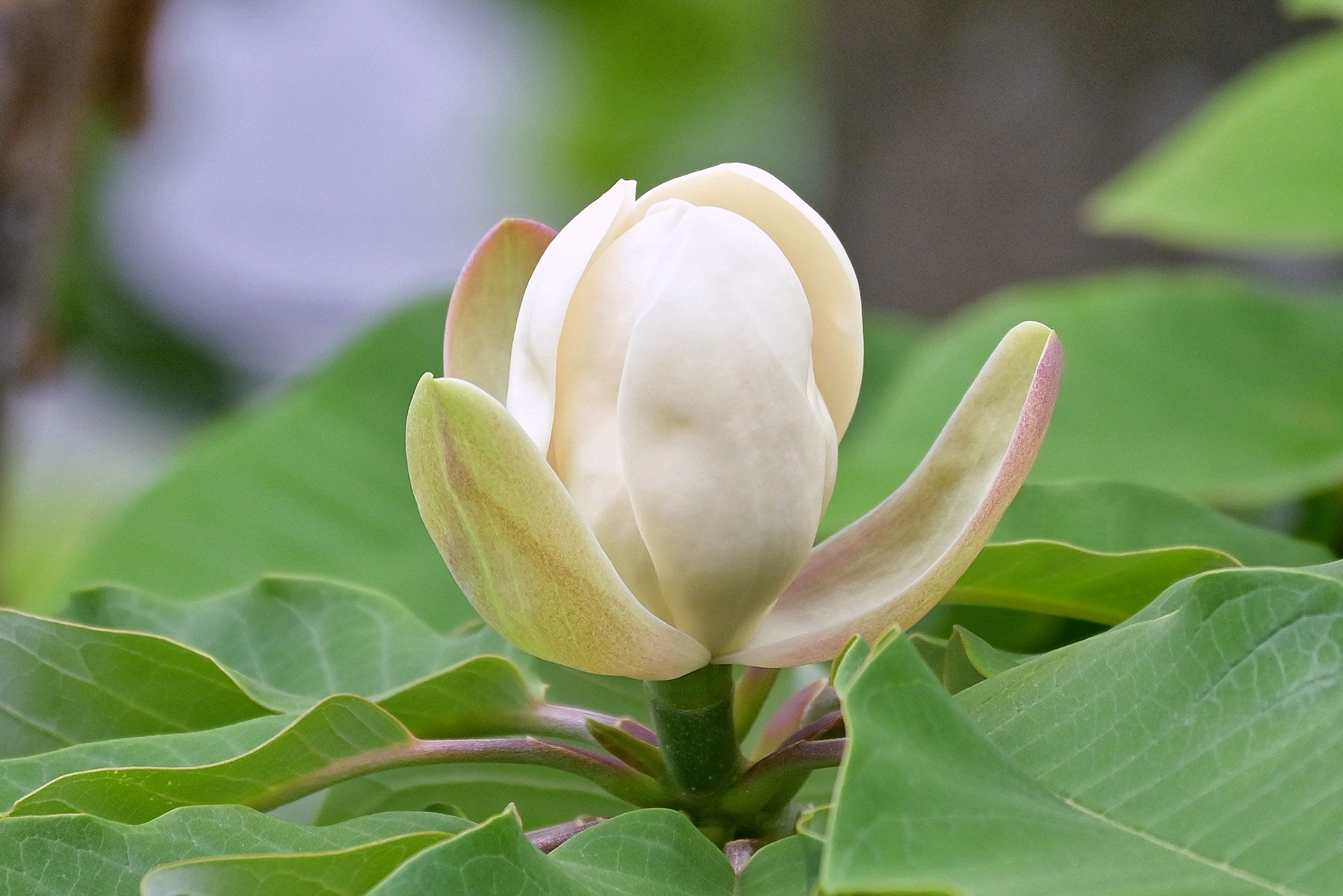 朴の花 Twitter Search Twitter
