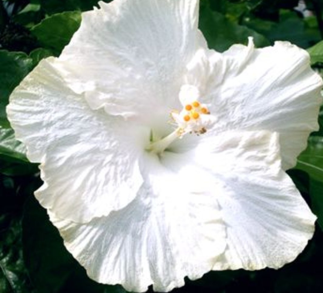 Davinanatasha Faletoi