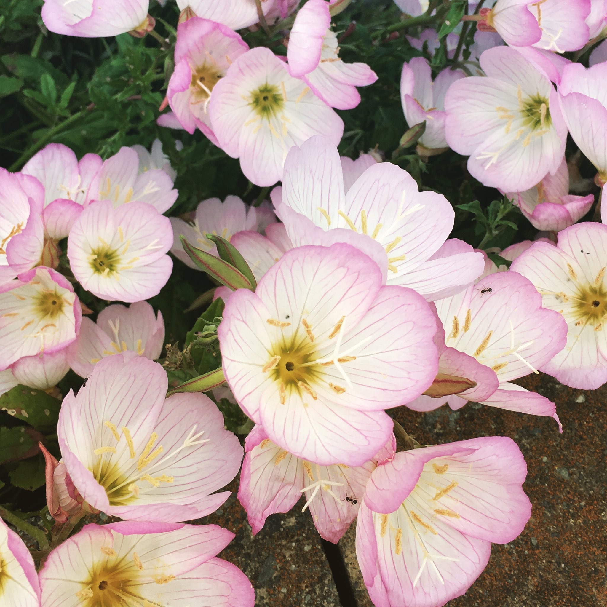 昼咲桃色月見草 Twitter Search Twitter