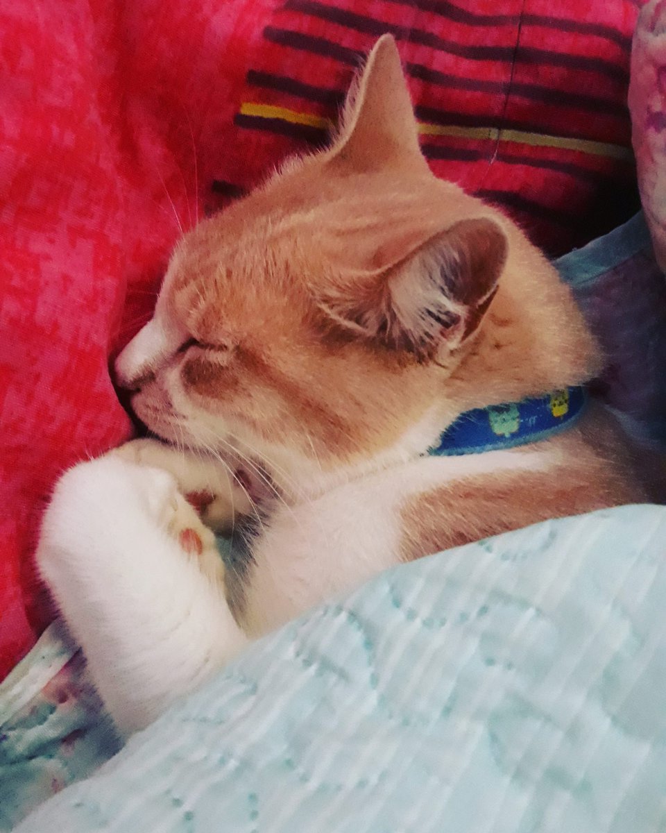 andreiaagguiar's tweet photo. A quem diga que esse deu sorte, e eu acredito. #filho4patas #meupet #meufilhofelino #petlove #catlove #gato #eutenhoumgato #serumaninho... #domingo #frio #anapolis #euamoanapolis #tobias https://t.co/Shqd4kOnng