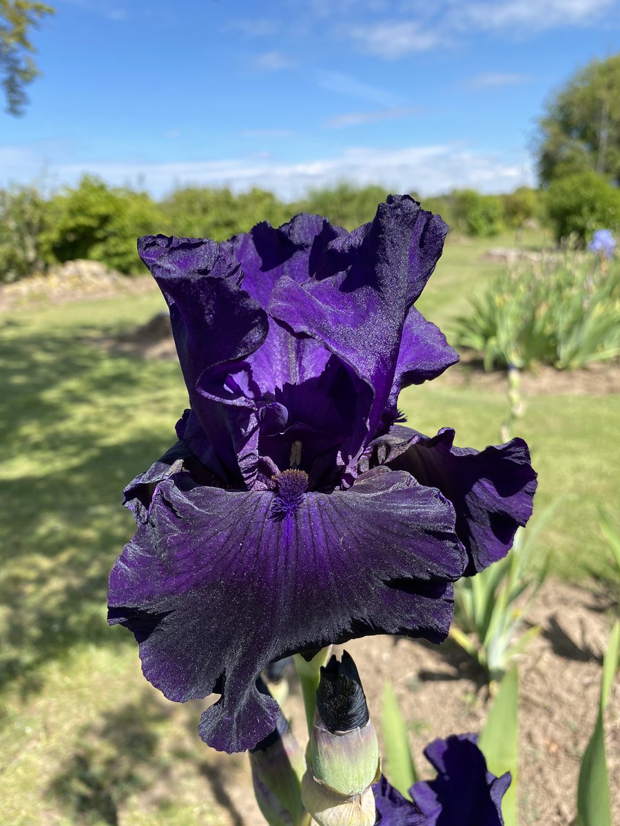 TB iris ‘draco’ floating above waist height it’s a great variety to add height to a border! #tallbeardediris #draco #standout #tall #dark #homegrown #lincolnshire #irises #iris #irislove