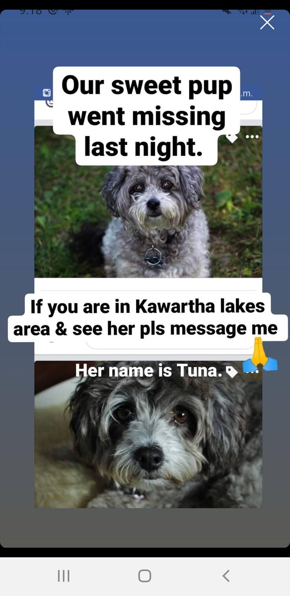 ommming_it's tweet photo. @PtboFinds neighbors pup went missing last night, spooked by fireworks 
Please share and message if anyone finds.
Located north of Fowlers off Valley Road. https://t.co/idvuRnvZsa