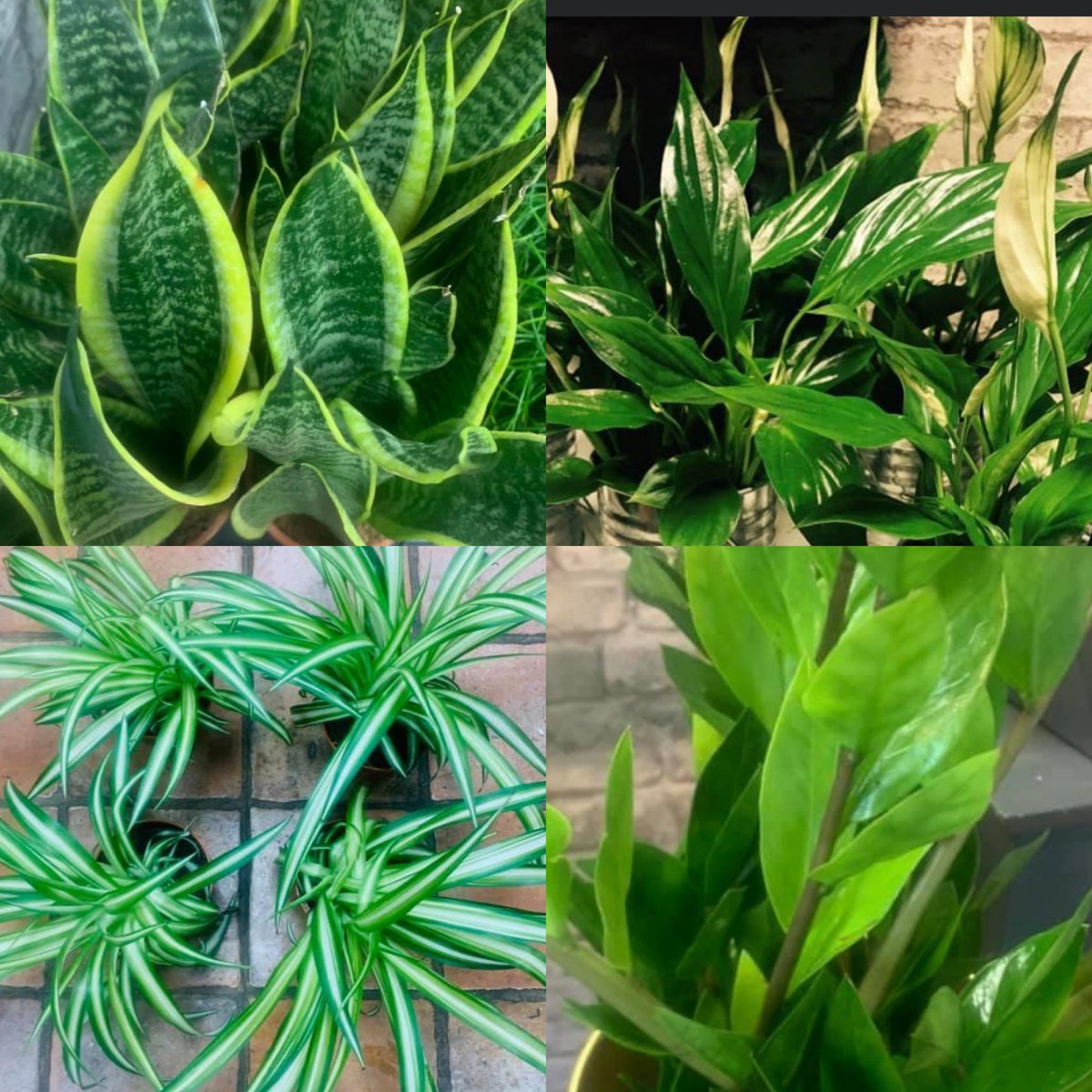 Lillieswanstead's tweet photo. We deliver plants too 💚💚💚email us for prices #plants #lilliesofwanstead #deliverservice #wanstead #cleanair lilliesofwanstead1@hotmail.com 🌿🌿 https://t.co/us8eRH8FUD
