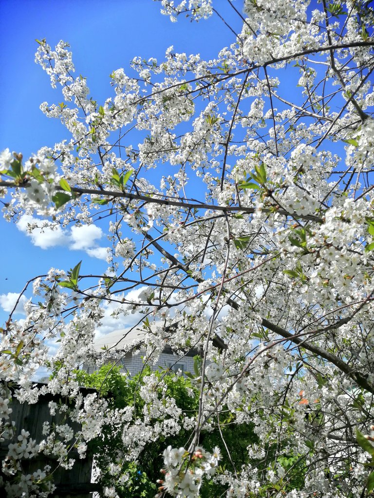 bloooo_mary's tweet photo. Cherry and Apple trees in our garden are so beautiful now 😍 💮🌸 https://t.co/N7B0CcF0Pe
