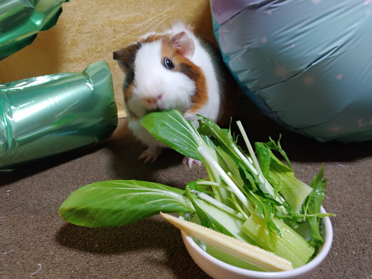 今日は、モルモットのあんず君の2歳のBirthday💕
最初はすごく臆病でしたが、すっかり甘え上手になりました😊
わが家の癒し系アイドルです^^*
お祝いは、大好きなヤングコーン、
チンゲン菜、水菜、セロリの盛り合わせ🎶
あんず君、これからも自由に！元気に！楽しく過ごそうね♪
#モルモット
#誕生日