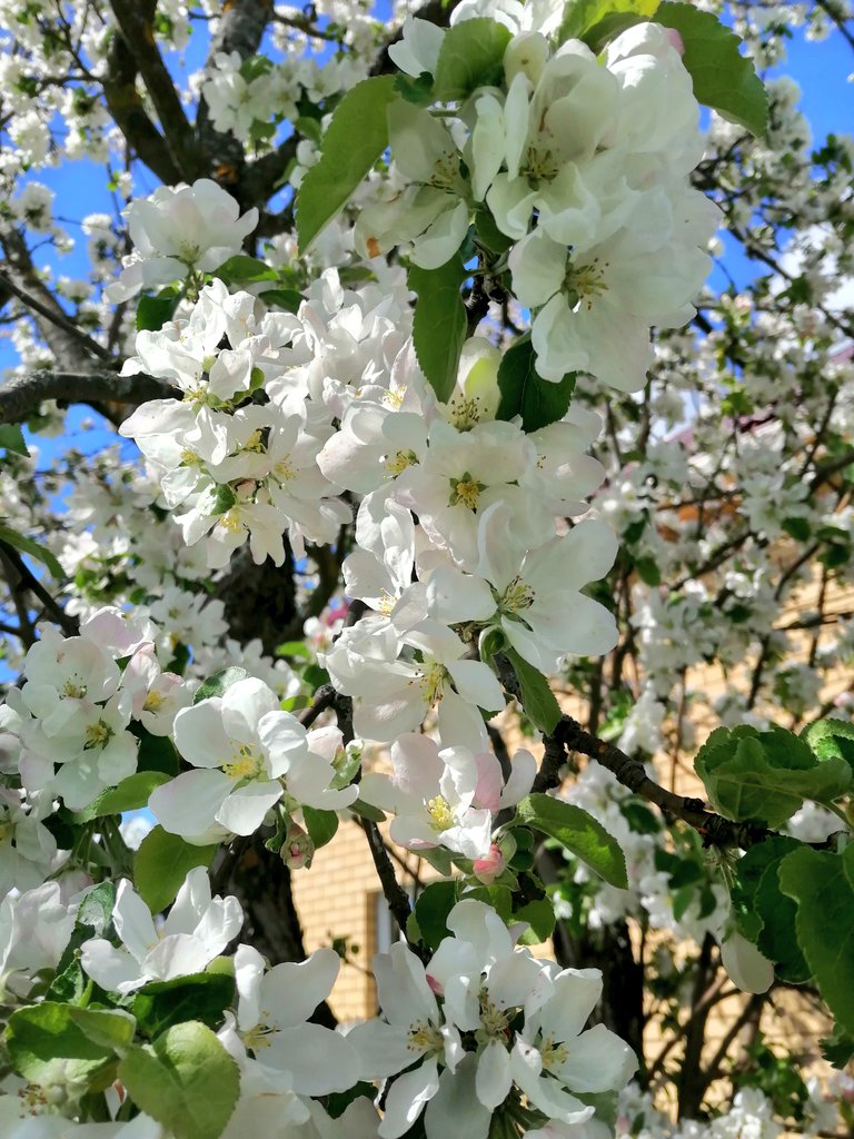 bloooo_mary's tweet photo. Cherry and Apple trees in our garden are so beautiful now 😍 💮🌸 https://t.co/N7B0CcF0Pe