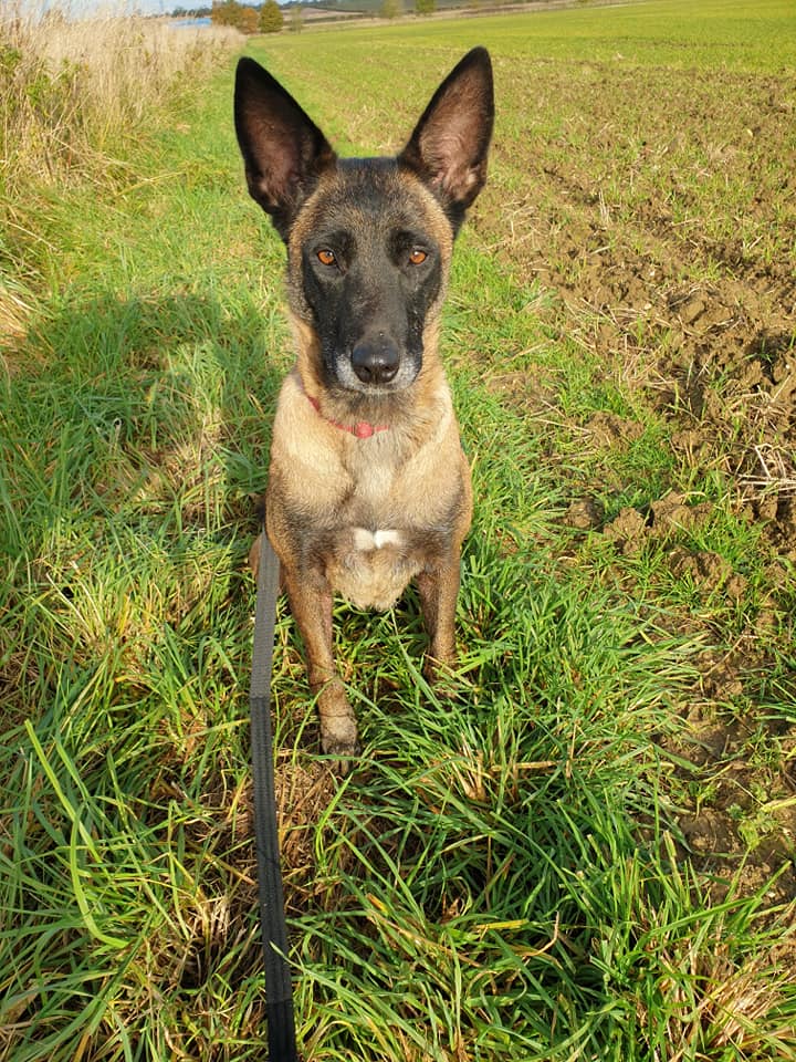 gsrescueelite's tweet photo. Bailey is 9yrs old and she can live with older kids and boy #dogs but she can be a bit protective of one person in the home 
#GermanShepherd #Cornwall
https://t.co/vyHmpiwLBI https://t.co/gbpuFgQQHi