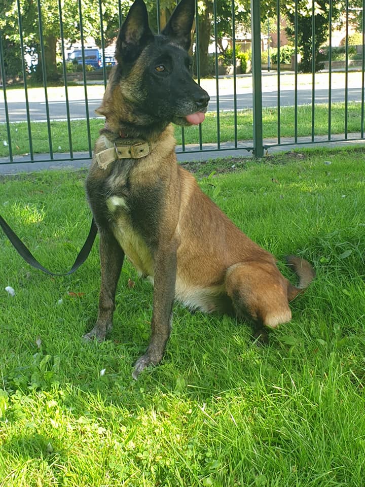 gsrescueelite's tweet photo. Bailey is 9yrs old and she can live with older kids and boy #dogs but she can be a bit protective of one person in the home 
#GermanShepherd #Cornwall
https://t.co/vyHmpiwLBI https://t.co/gbpuFgQQHi