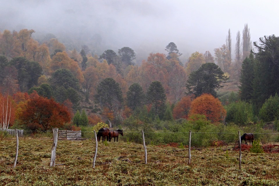 soymariche's tweet photo. Rincones🍂
#SanMartinDeLosAndes
Mañanas de otoño🌄
#tacorey Patagonia🇦🇷
Tiempos para #respirar https://t.co/M1Z33muCzk