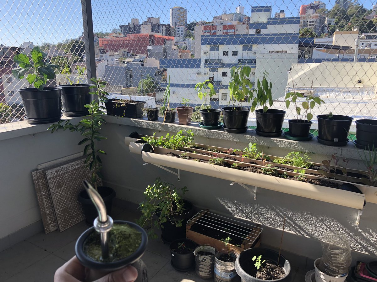 kopzinski's tweet photo. Aprendizados durante o isolamento social, investir na horta 🌱🌿 #horta #plantas #couve #alface #limao #cebolinha #manjericao #cidreira #cidro #poejo #pimentao #tomate #morango #rucula https://t.co/xxssQ5MEoc