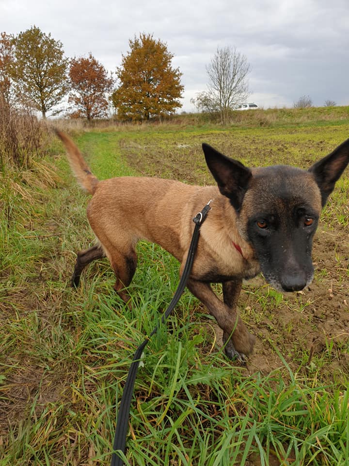 gsrescueelite's tweet photo. Bailey is 9yrs old and she can live with older kids and boy #dogs but she can be a bit protective of one person in the home 
#GermanShepherd #Cornwall
https://t.co/vyHmpiwLBI https://t.co/gbpuFgQQHi