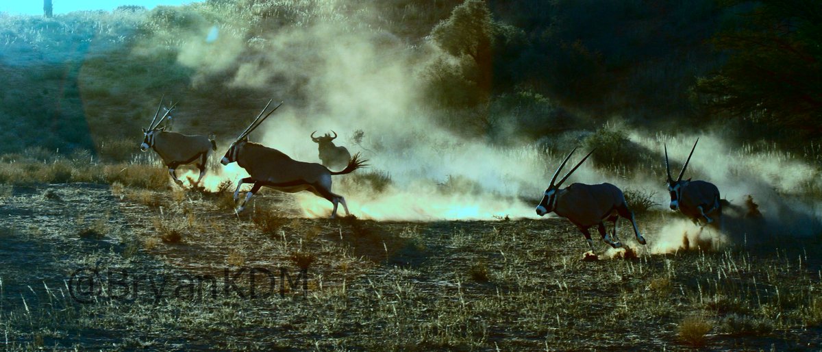 BryanKDM's tweet image. #TravelTomorrow #Kgalagadi2020 @boundless_sa @NorthernCapeSA @Tourism_gov_za
 @SANParksKTP No, this is my dune valley!! Beat it!