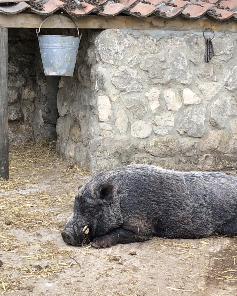 FarmNanny's tweet image. Does anyone else feel like this today ?