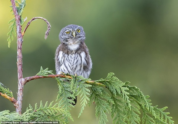 zoopicture's tweet photo. Фотоконкурс Comedy Wildlife Photography Award 2020
#_Живо��ные #Животные
https://t.co/I7YYcDd2B9 https://t.co/wUepymGyuV
