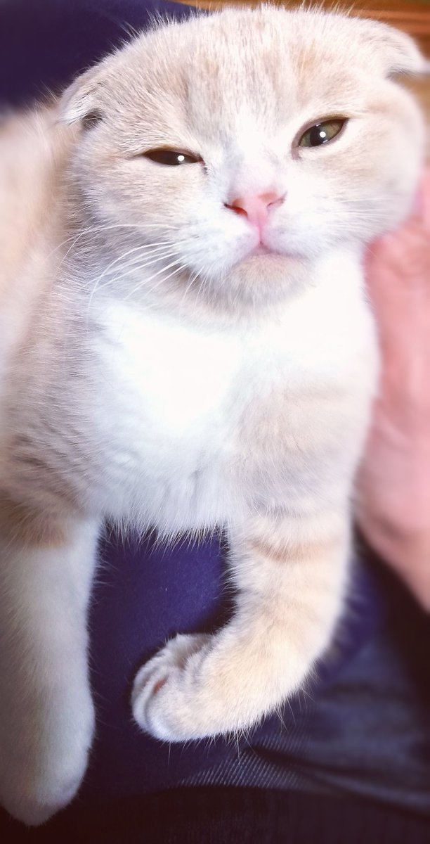 Twoucan 凸ノ高秀 Twoucan 凸ノ高秀