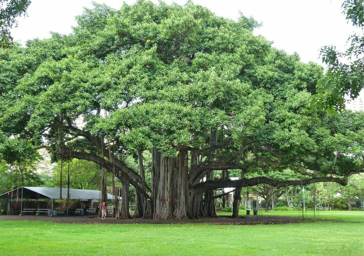 IamTreepathi's tweet photo. What Is A #NativeTree

A native tree is one that has not been introduced by man and occurs naturally. Native trees are perfect for providing food and shelter for our wildlife, manufacturing oxygen for both animals and humans.

#KnowYourNativeTree  #IndigenousTrees #IndianTrees https://t.co/YssjGenMg7