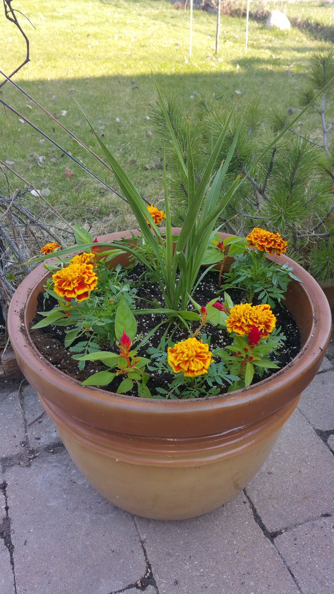 Day 5/7 my life in pictures. 
Rules: no words, no people, nominate someone new each day. I was nominated by <a href="/jazzyjosee/">Josée Lafontaine (She/Her/Elle)</a> I nominate @RHansen007