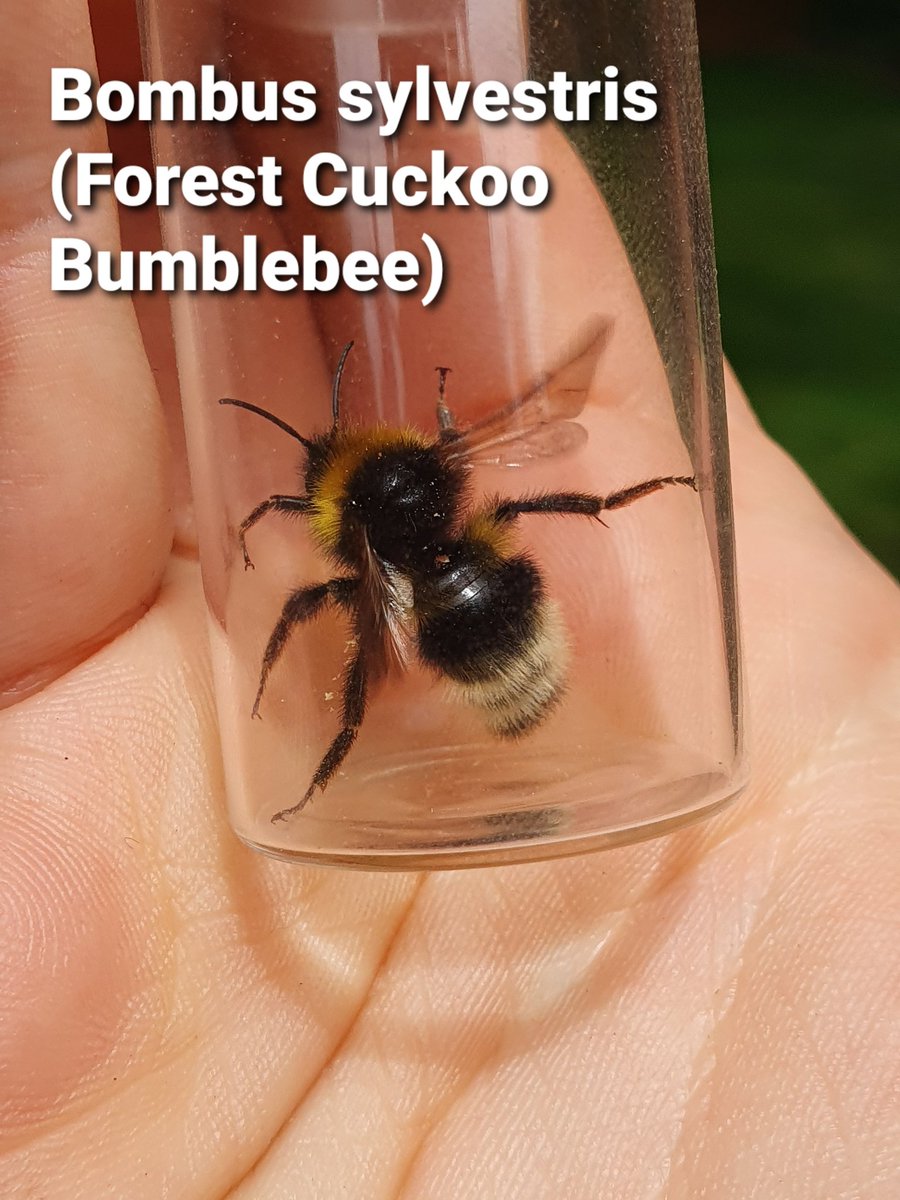 therealalexs66's tweet photo. A few more new names in the garden today. The European Rose Chafer is a very distinctive beetle at this time of year, as is the Forest Cuckoo Bumblebee, with its conical abdomen, white stripes and a little red butt #Bees #GardenWildlife https://t.co/6unaHs5efW