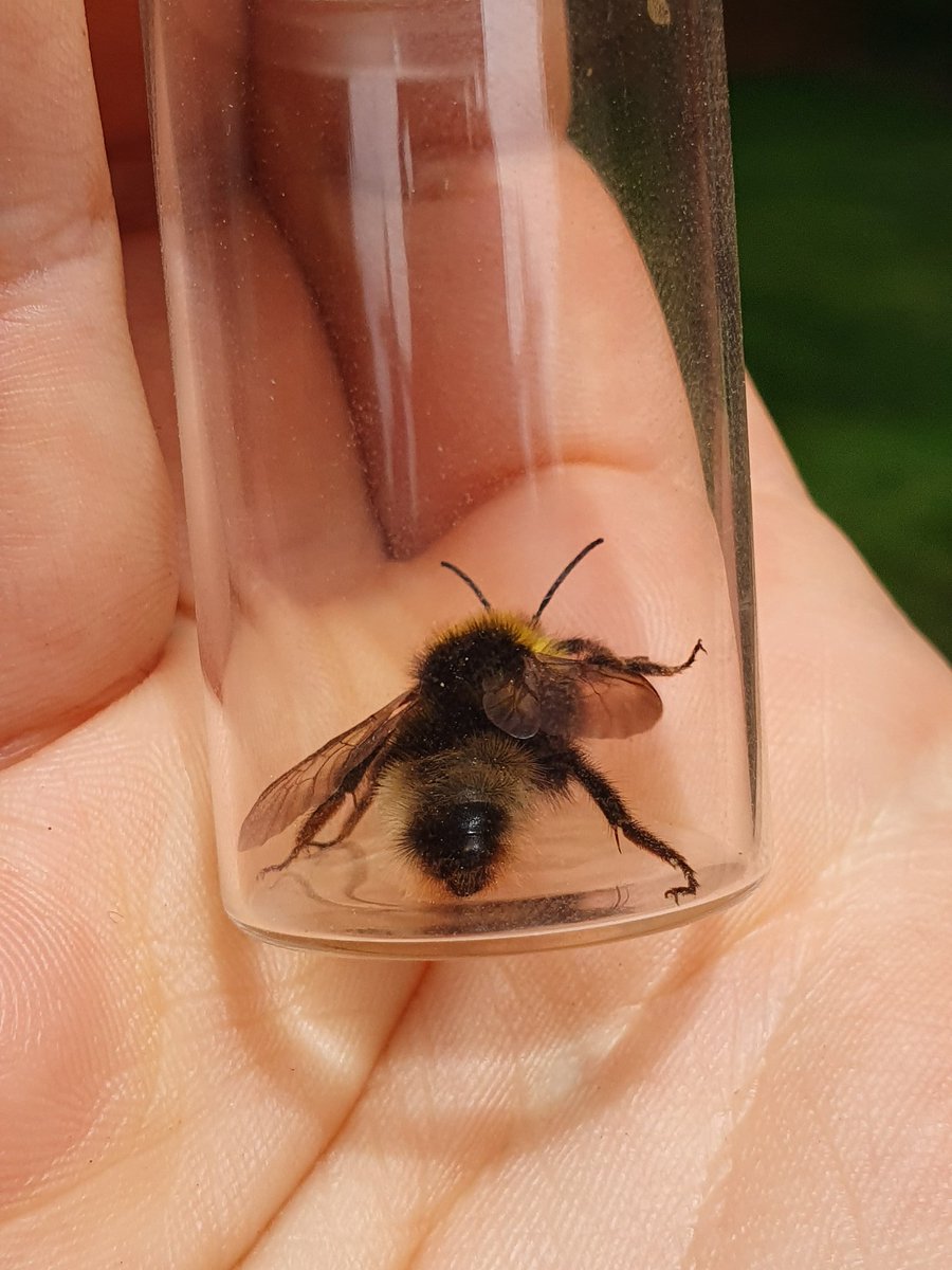 A few more new names in the garden today. The European Rose Chafer is a very distinctive beetle at this time of year, as is the Forest Cuckoo Bumblebee, with its conical abdomen, white stripes and a little red butt #Bees #GardenWildlife